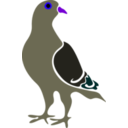 download Pigeon clipart image with 225 hue color