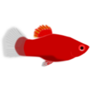 download Aquarium Fish Xiphophorus Maculatus clipart image with 0 hue color