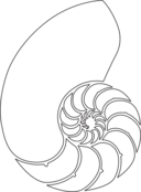 Nautilus Shell