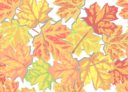 Fall Leaves