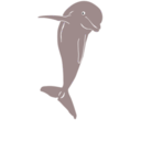download Dolphin Jumping Front clipart image with 135 hue color