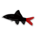 download Aquarium Fish Epalzeorhynchos clipart image with 0 hue color