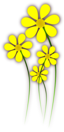 Daisies