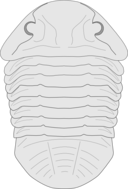 Trilobite Asaphus