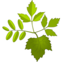 download Leaves clipart image with 0 hue color