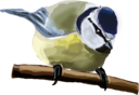 Blue Tit