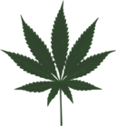 Cannabis Leafs