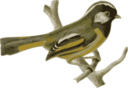 Lioparus Chrysotis