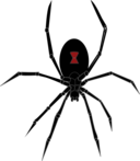 Black Widow Spider