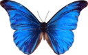 Morpho Rhetenor