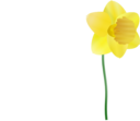 Daffodil