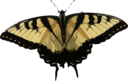 Papilio Glaucus