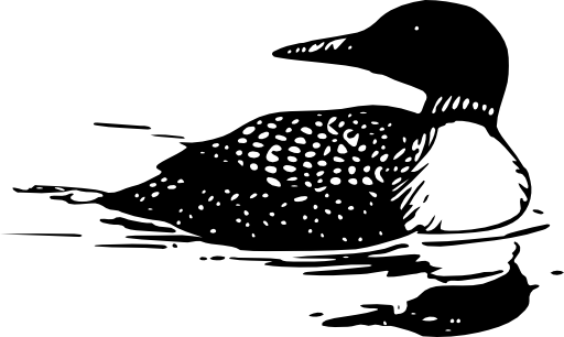 Common Loon