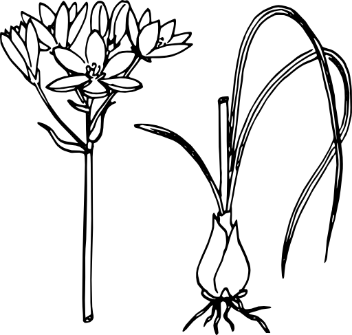 Star Of Bethlehem