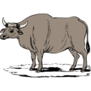 Gaur