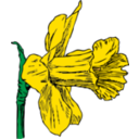 Daffodil