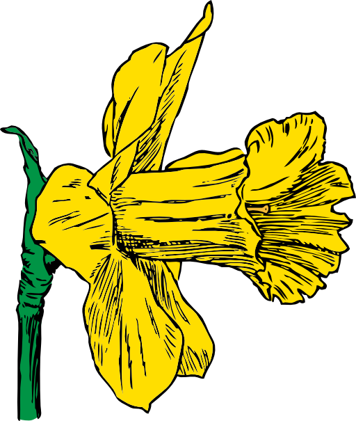 Daffodil