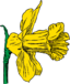 Daffodil