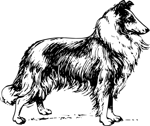 Collie