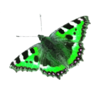 download Nymphalis Urticae clipart image with 90 hue color