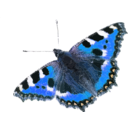 download Nymphalis Urticae clipart image with 180 hue color