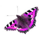 download Nymphalis Urticae clipart image with 270 hue color