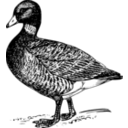 download Brant clipart image with 135 hue color