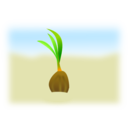 Coconut Seed