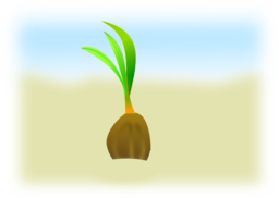 Coconut Seed