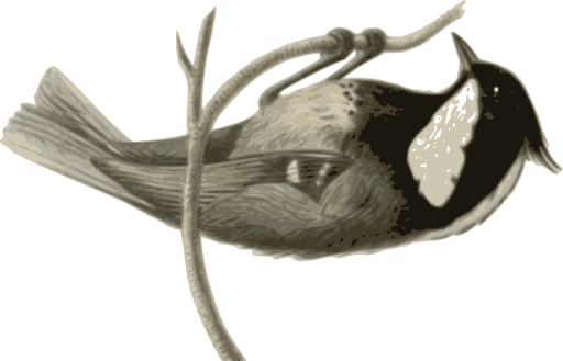 Parus Ater Pekinensis