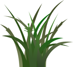 Dark Grass