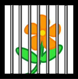 Flower Behind Bars
