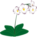 download Orchid clipart image with 0 hue color