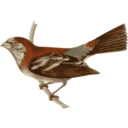 Carpodacus Trifasciatus