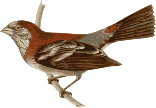 Carpodacus Trifasciatus