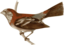 Carpodacus Trifasciatus