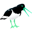 download Oyster Catcher clipart image with 135 hue color