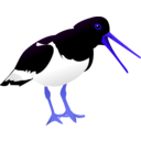 download Oyster Catcher clipart image with 225 hue color