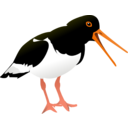 Oyster Catcher