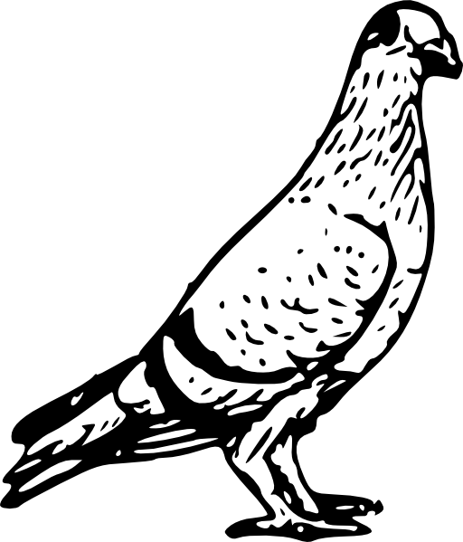Pigeon 3