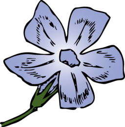 Periwinkle