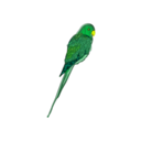 download Parrot clipart image with 45 hue color