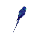 download Parrot clipart image with 135 hue color