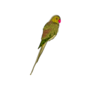 download Parrot clipart image with 315 hue color