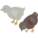 Chickens 002 Figure Color