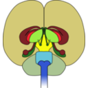 Brain Front View