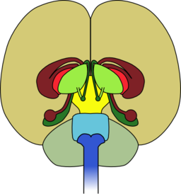 Brain Front View