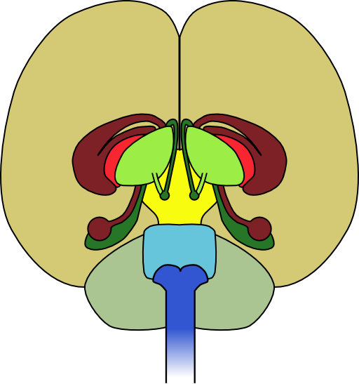 Brain Front View