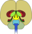 Brain Front View