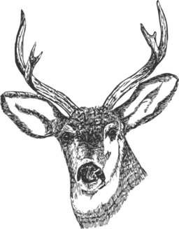 Deer Head